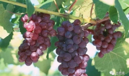 葡萄种植技术与管理视频教程,葡萄种植技术与管理视频教程精华概述